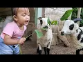 Download Lagu anak  domba lucu||bermain dengan anak domba Garut ngasih makan dengan rumput