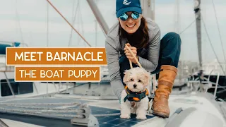 We got a BOAT DOG! 🐶 #126