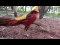 Lagu Golden Pheasant Courtship Display