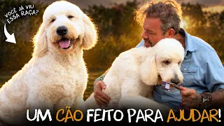 GOLDENDOODLE: POR QUE ESSE CÃO CHAMA TANTA ATENÇÃO? 🐶👀