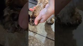 Https Vm Tiktok Com ZNHc3qWFXtbjQ HLfxT Muddaddy Dogmumlife Fypシ Viral Dogsofyoutube Dogwalk 