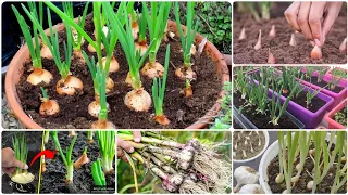 موعد زراعة الثوم والبصل طريقة عبقرية لإعادة استخدام مخلفات البصل دليل شامل للمبتدئين 