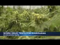NYS ends work drug tests for marijuana