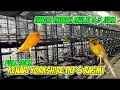 Lagu Harga Terjangkau Kenari Yorkshire \u0026 Kenari Rasmi #kenarigacor #kenarimania 