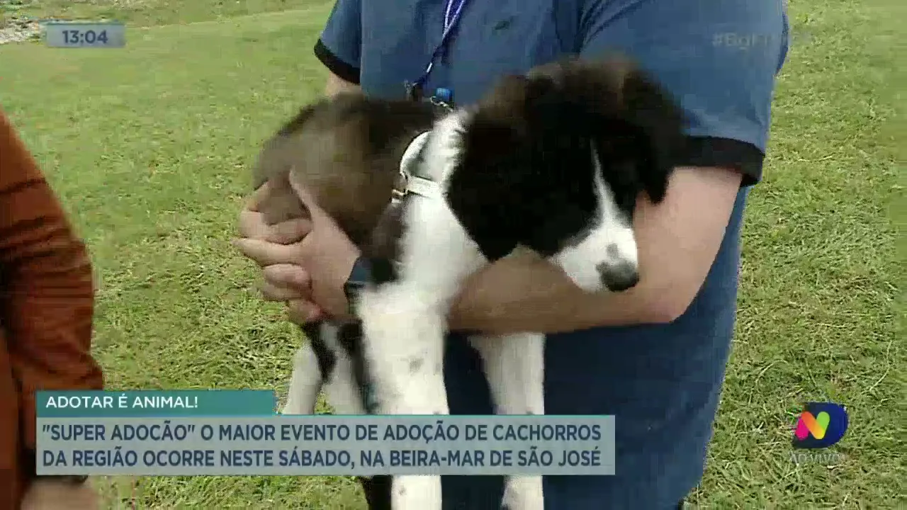 O maior evento de adoção de cachorros da Grande Florianópolis ocorre neste sábado