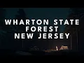 Forest Sounds at Night: Relaxing Nature Sounds & Crickets for Sleeping (3 Hours)