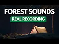 Forest Sounds at Night: Relaxing Nature Sounds \u0026 Crickets for Sleeping (3 Hours)