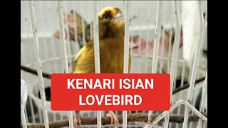 Download Kenari isian lovebird .. cocok untuk masteran kenari paud MP3