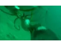 Squid-hunting penguins caught in rare underwater food fight