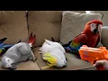 Parrots play dead