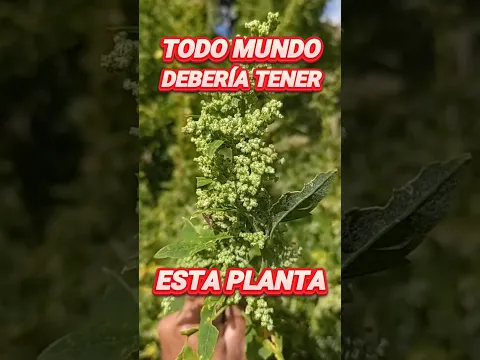 ESTA PLANTA TODO EL MUNDO DEBERÍA TENERLA