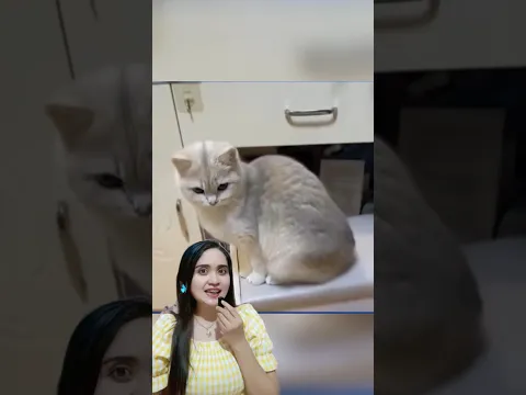 Kucing ini lucu tidak?#fyp #cat #funny #shorts #subscribe