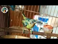 Download Lagu Suara Alam Kolibri Wulung