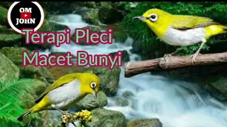 terapi pleci plus terapi air mengalir bikin burung tenang dan berkicau