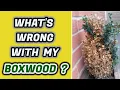 What s Wrong With My Boxwood Why Yellow Leaves How To Stop It