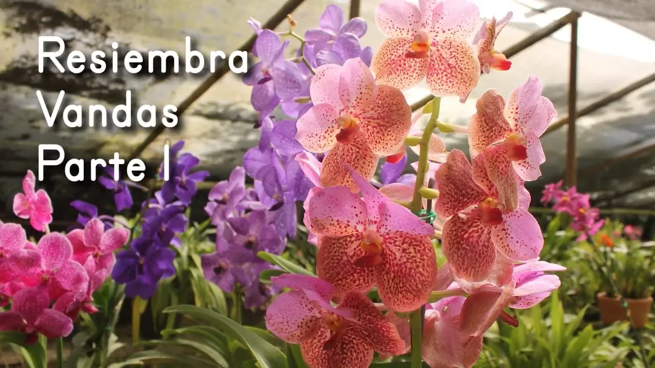 RESIEMBRA DE ORQUÍDEA VANDA CORTE Y REPARACIÓN DE RAÍCES