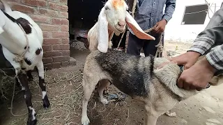 dog meets goat for the first time funny u0026 cute reactions