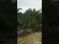 Download Lagu Suara Jenis Burung ini, sering terdengar di sawit.