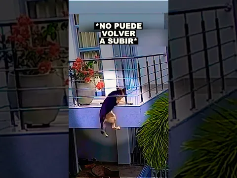 Una mujer vio al perro caer en el último momento ❤️‍🩹🐕