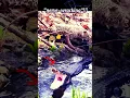 Download Lagu crocodile vs leopard #nature #animals #slowed #dark #shorts