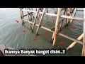 Lagu Galak Banget umpan baru turun langsung disikat || kronjo pulau cangkir