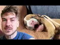 Download Lagu I Couldn’t Save My Puppy…