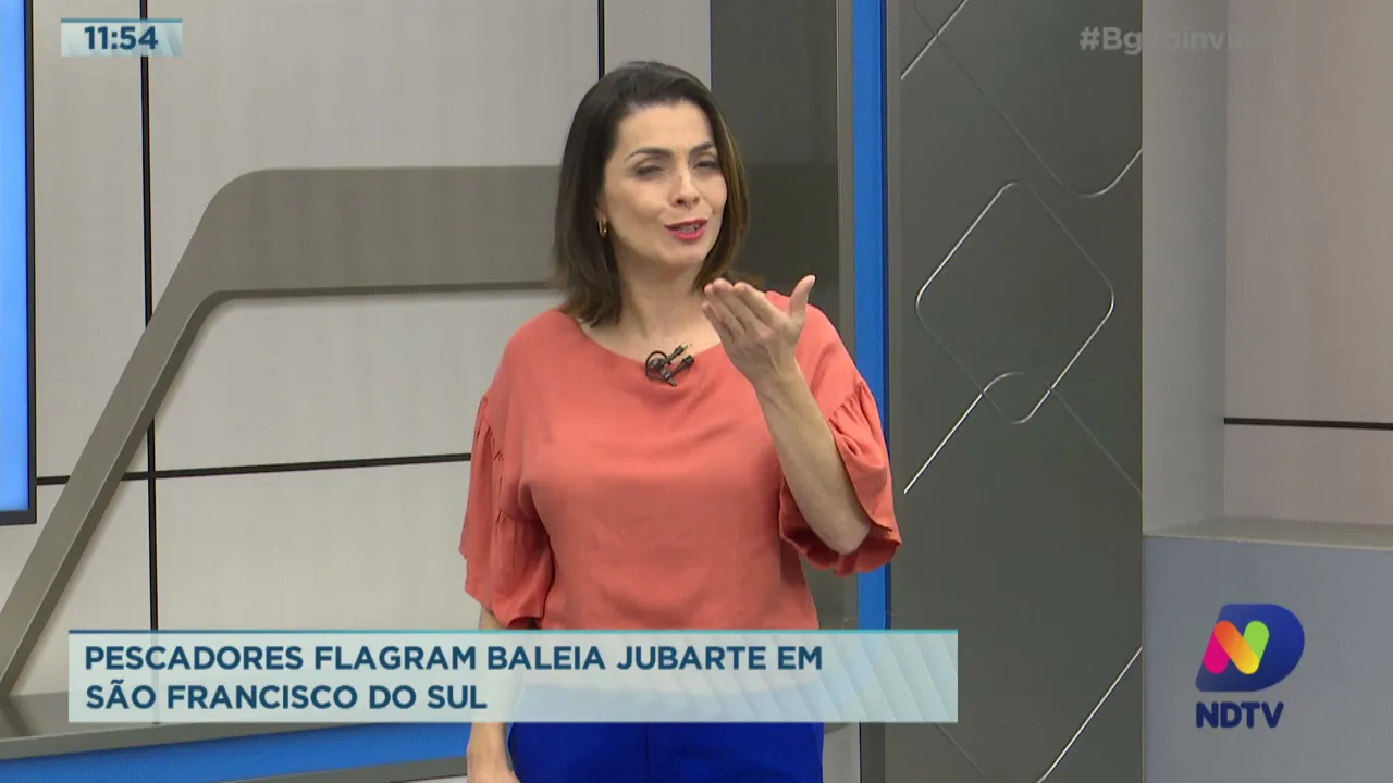 Pescadores flagram baleia Jubarte em São Francisco do Sul