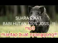 Download Lagu SUARA PIKAT BABI HUTAN 100% MP3 BUAT NYANGGONG#berburu