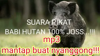 Download SUARA PIKAT BABI HUTAN 100% MP3 BUAT NYANGGONG#berburu MP3