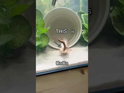 How I Saved an Axolotl 🚑