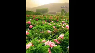 عبد الباسط عبد الصمد حالات واتس اب دينية قران كريم بدون حقوق 