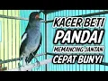 Download Lagu KACER BETINA GACOR PANDAI MEMANCING KACER JANTAN AGAR BUNYI !! PANCINGAN KACER GACOR BETINA AMPUH.