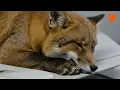 PDF Management Made Easy Foxit PDF Editor