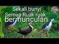 Download Lagu Suara pikat Ruak-ruak/kruak untuk siang hari di jamin 100% AMPUH
