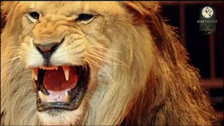 أشرس اسود على اغنية الأسد مسلسل البرنس دندنها