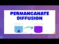 Diffusion of Potassium Permanganate LearnStalk Chemistry