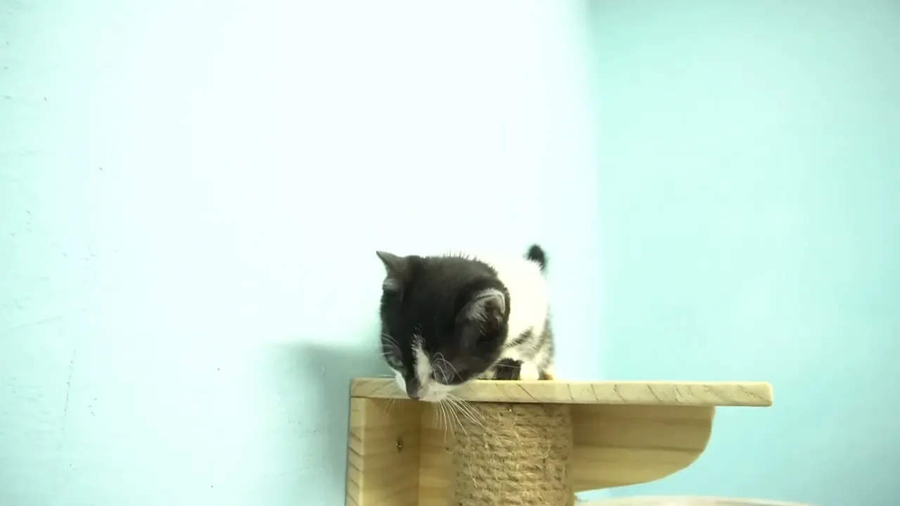 動画
