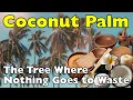 Download Lagu Pohon Kelapa: Pohon yang Memberikan Segalanya