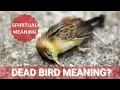Spiritual Meaning of a Dead Bird in your path