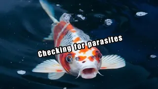 koi mucus scrape how to check for parasites