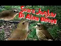 Download Lagu SUARA JONGKANGAN DIALAM BEBAS SANGAT COCOK BUAT PANCINGAN JONGKANGAN ANDA YANG LAGI DIAM