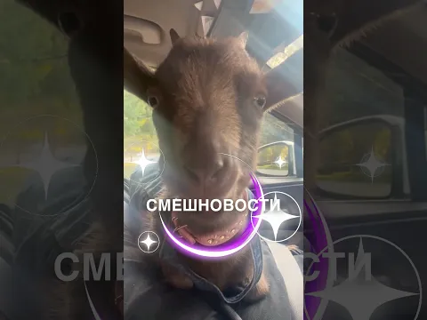 Смешновости 214 - для хорошего настроения! 🥰 #истории #история #новости #новость #shorts