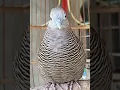 Download Lagu Burung Perkutut Lokal Bernyanyi Dengan Suara Paling Ampuh Untuk Memikat Semua Perkutut