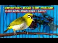 Masteran Suara Burung Pleci Gacor Ngalas Nembak_Bird Song