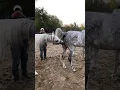 Download Lagu Best Wild Horses Mare Compilation of some Wild Horse Fights Video 145