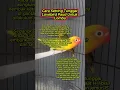 Download Lagu setting lovebird paud #lovebird