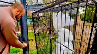 Мы забираем попугаев и Жорик сам собрался и отправился домой!