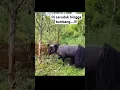 Download Lagu Ada yang tau ini jenis domba apa #ternakkambing #goat #domba #animals #hewanpeliharaan #farming