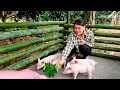 Ellie Trieu builds pigsty to expand farm, enjoys peaceful life in the deep forest
