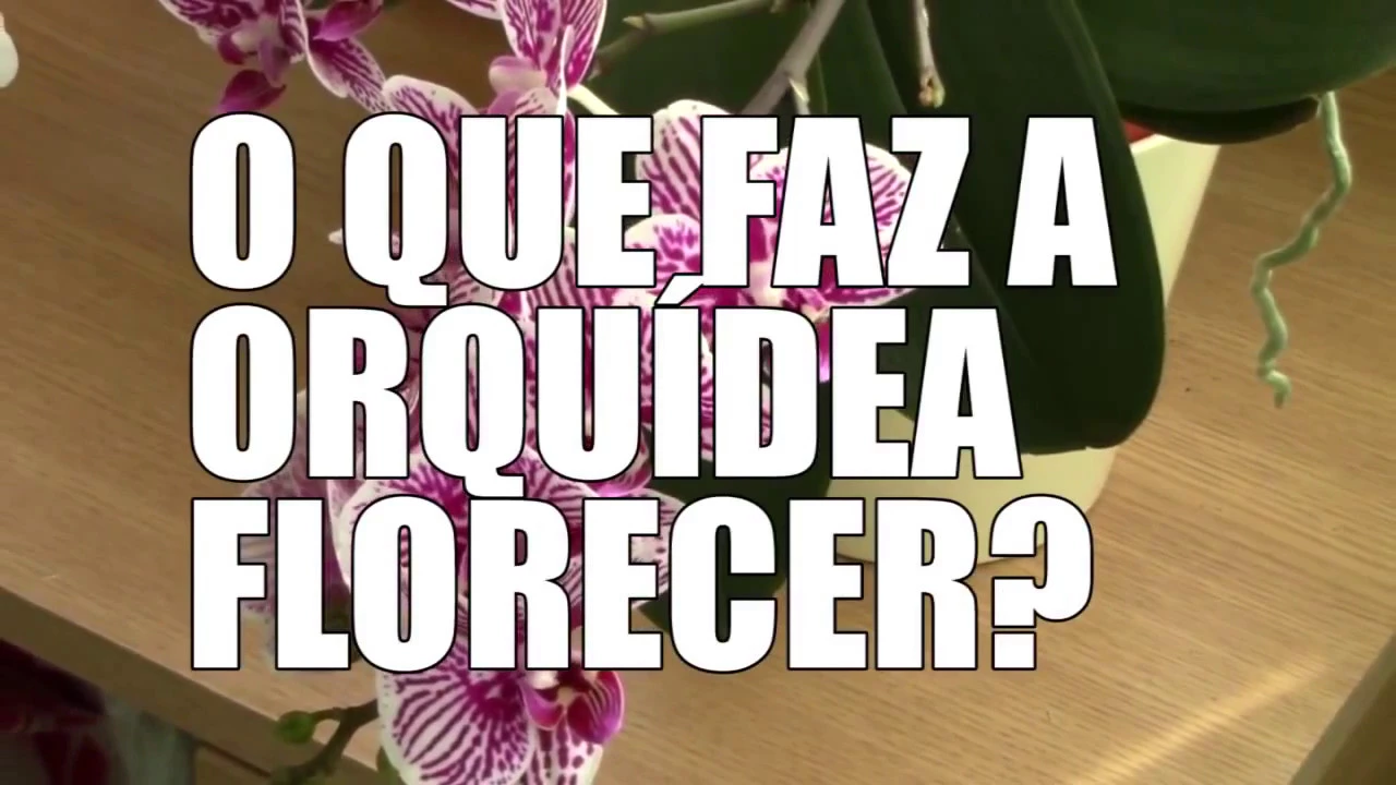 COMO CUIDAR DE ORQUIDEAS LUDISIA